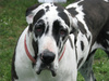 great dane harlequin - photo/picture definition - great dane harlequin word and phrase image