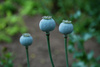 poppy pods - photo/picture definition - poppy pods word and phrase image