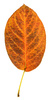 serviceberry leaf - photo/picture definition - serviceberry leaf word and phrase image