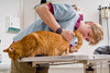 veterinarian doctor - photo/picture definition - veterinarian doctor word and phrase image