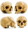 skull - photo/picture definition - skull word and phrase image