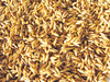 oat grains - photo/picture definition - oat grains word and phrase image