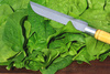green spinach - photo/picture definition - green spinach word and phrase image