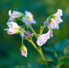 potato flowers - photo/picture definition - potato flowers word and phrase image