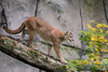 cougar - photo/picture definition - cougar word and phrase image