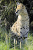 serval - photo/picture definition - serval word and phrase image