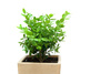 boxwood plant - photo/picture definition - boxwood plant word and phrase image