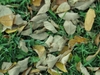 fallen leaves - photo/picture definition - fallen leaves word and phrase image