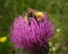 bees - photo/picture definition - bees word and phrase image