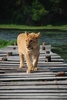 lion cub - photo/picture definition - lion cub word and phrase image