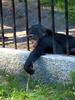 chimpanzee - photo/picture definition - chimpanzee word and phrase image