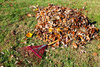 raking leaves - photo/picture definition - raking leaves word and phrase image