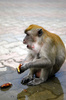 macaque - photo/picture definition - macaque word and phrase image