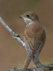 red backed shrike - photo/picture definition - red backed shrike word and phrase image
