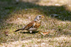 fieldfare bird - photo/picture definition - fieldfare bird word and phrase image