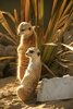 meerkat - photo/picture definition - meerkat word and phrase image