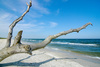 beach tree - photo/picture definition - beach tree word and phrase image