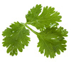 coriander leaves - photo/picture definition - coriander leaves word and phrase image