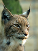 lynx - photo/picture definition - lynx word and phrase image