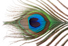 peackock feather eye - photo/picture definition - peackock feather eye word and phrase image