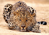 leopard - photo/picture definition - leopard word and phrase image