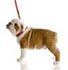 English bulldog puppy - photo/picture definition - English bulldog puppy word and phrase image