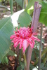 pink torch ginger - photo/picture definition - pink torch ginger word and phrase image