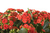 kalanchoe - photo/picture definition - kalanchoe word and phrase image