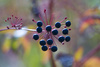 wild berries - photo/picture definition - wild berries word and phrase image