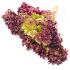 red lettuce - photo/picture definition - red lettuce word and phrase image