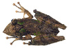 fringe lipped treefrog - photo/picture definition - fringe lipped treefrog word and phrase image
