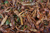 fried grasshoppers - photo/picture definition - fried grasshoppers word and phrase image