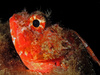 scorpion fish - photo/picture definition - scorpion fish word and phrase image