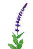 sage flower - photo/picture definition - sage flower word and phrase image