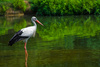 stork - photo/picture definition - stork word and phrase image