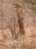 gerenuk - photo/picture definition - gerenuk word and phrase image