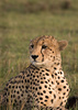 cheetah - photo/picture definition - cheetah word and phrase image