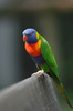 lorikeet - photo/picture definition - lorikeet word and phrase image