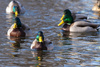 ducks in a row - photo/picture definition - ducks in a row word and phrase image