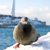 pigeon - photo/picture definition - pigeon word and phrase image