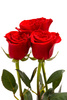 red roses - photo/picture definition - red roses word and phrase image
