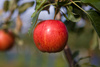 apple plantation - photo/picture definition - apple plantation word and phrase image