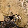 African elephant - photo/picture definition - African elephant word and phrase image