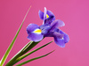 violet iris - photo/picture definition - violet iris word and phrase image