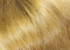 gingery hair - photo/picture definition - gingery hair word and phrase image