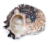 spiral conch shell - photo/picture definition - spiral conch shell word and phrase image