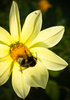 bumblebee - photo/picture definition - bumblebee word and phrase image