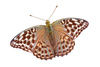 silver washed fritillary butterfly - photo/picture definition - silver washed fritillary butterfly word and phrase image