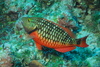 red parrot fish - photo/picture definition - red parrot fish word and phrase image