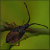 bug - photo/picture definition - bug word and phrase image